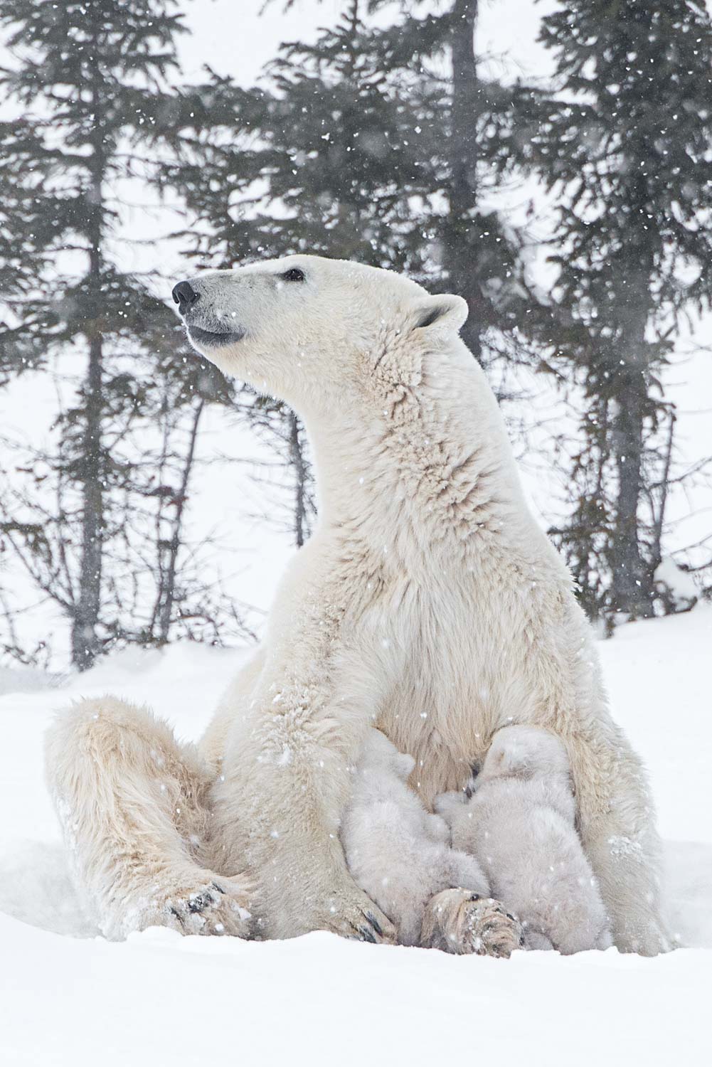 Obwohl die Bärenmutter nun seit vielen Monaten nichts mehr gefressen hat, benötigen die Jungen regelmäßig ihre fettreiche Milch.