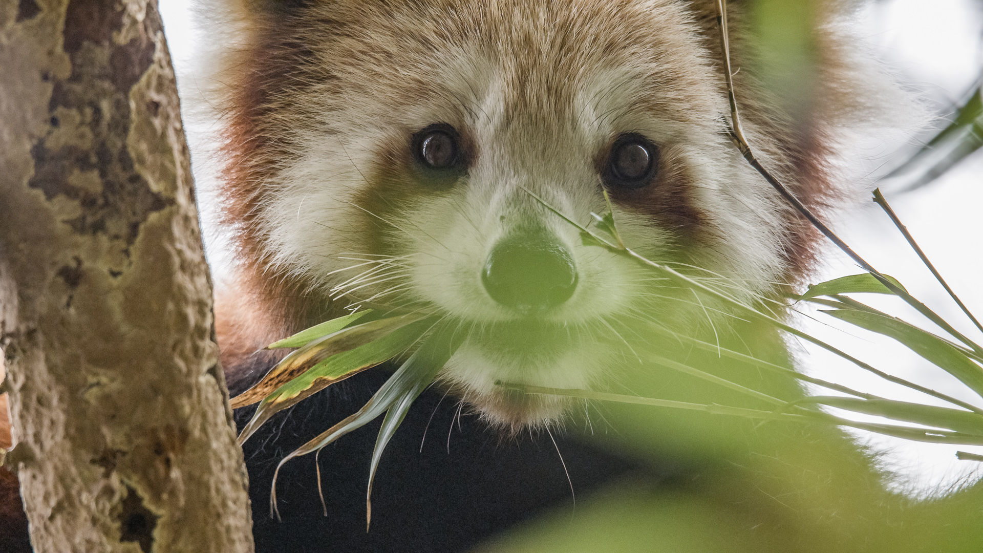 Wenn man sich ruhig und behutsam und möglichst allein einem Roten Panda nähert, lässt sich sein entspanntes Verhalten auch in freier Wildbahn aus nächster Nähe beobachten. Ostnepal. 