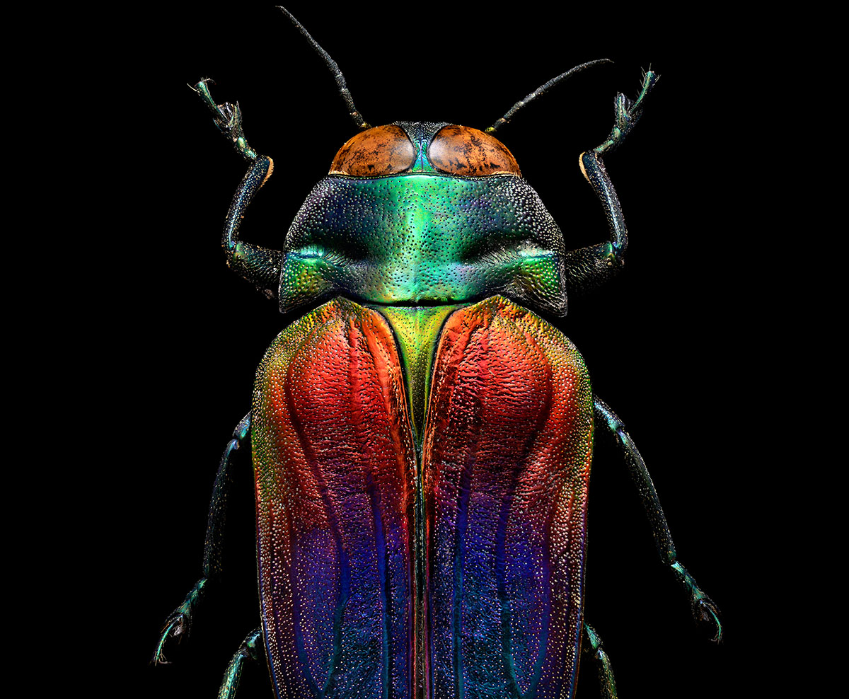 Prachtkäfer (Belionota sumptuosa Caleoptera Buprestidae)