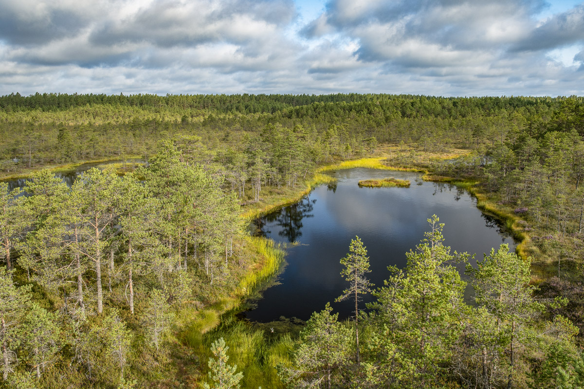 Moorsee im Viru-Moor, Laheema-Nationalpark im Norden Estlands